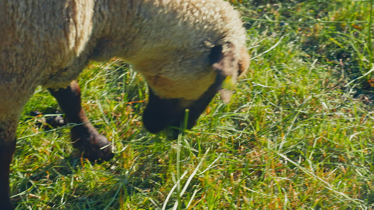 Simple pleasures of nature as a lone sheep indulges in fresh green grass on a sunny day. Perfect for animal-related projects, documentaries, or promotional materials