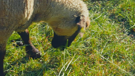 simple pleasures of nature as a lone sheep indulges in fresh green grass on a sunny day. perfect for animal-related projects, documentaries, or promotional materials