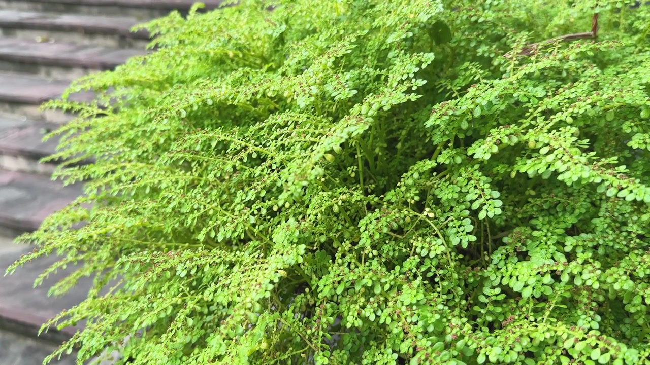 Vista ravvicinata di Pilea microphylla, comunemente conosciuta come pianta d'artiglieria, pianta della polvere da sparo o alga rocciosa, che mostra il suo fogliame verde denso, delicato e finemente strutturato che forma una morbida chioma