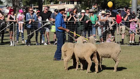 handlers guide sheep in a field before an audience