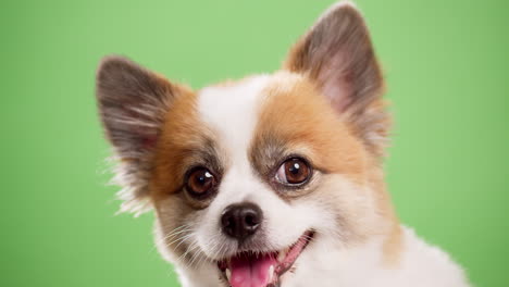 miniature fawn and white colored dog in close-up, looking amusing and lively as he rests on a pink rug made of fabric against a green background