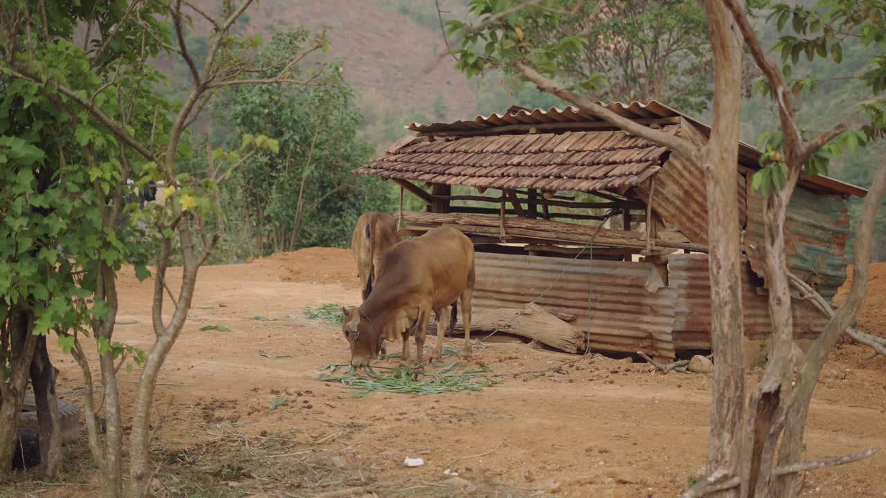 Cows Grazing Near a Rustic Shed