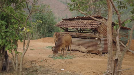cows grazing near a rustic shed
