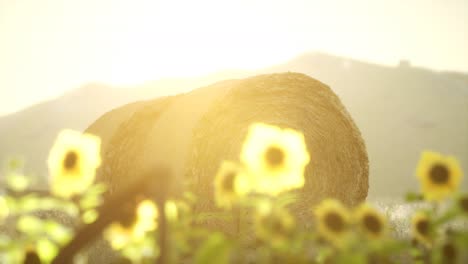 hay bales in the sunset