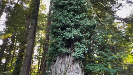 bosques y naturaleza forestal irlandesa
