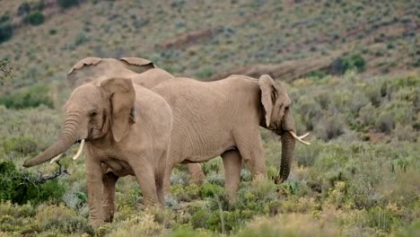 Three-female-African-elephants-standing-in-an-open-area-in-the-Karoo-of-South-Africa,-one-shakes-after-having-had-a-dust-bath