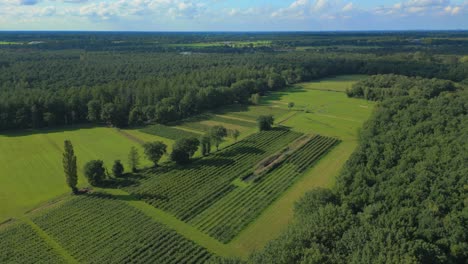 meditative european aerial of orchard on the border of belgium and the netherlands