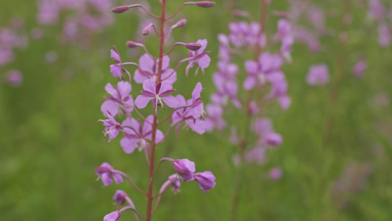 Close-up of Purple Fireweed Flowers in Bloom