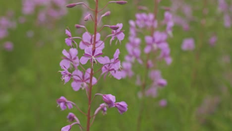 close-up of purple fireweed flowers in bloom