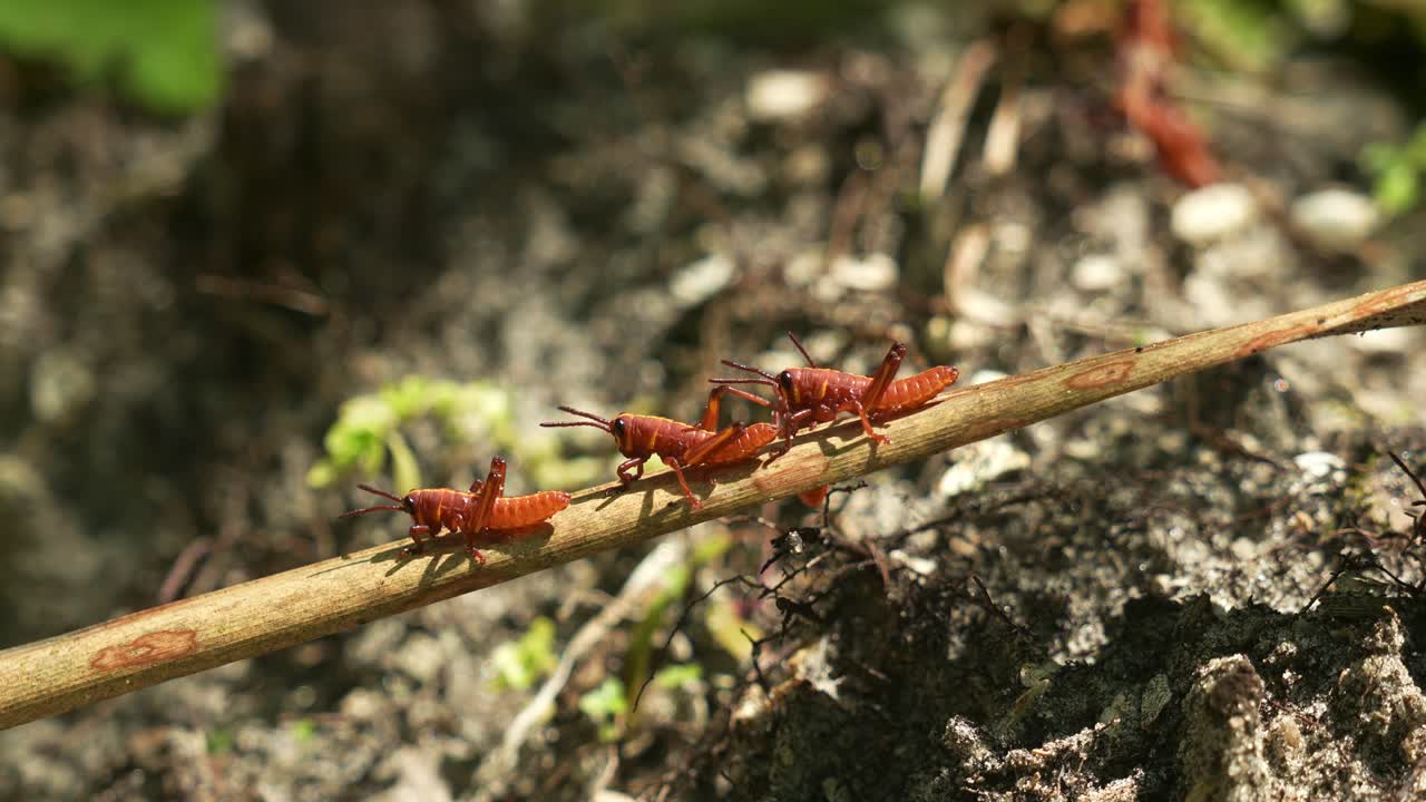 4k recién mudadas ninfas de saltamontes marrones del este en florida interactuando en un palo