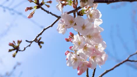 the best cherry blossom in tokyo