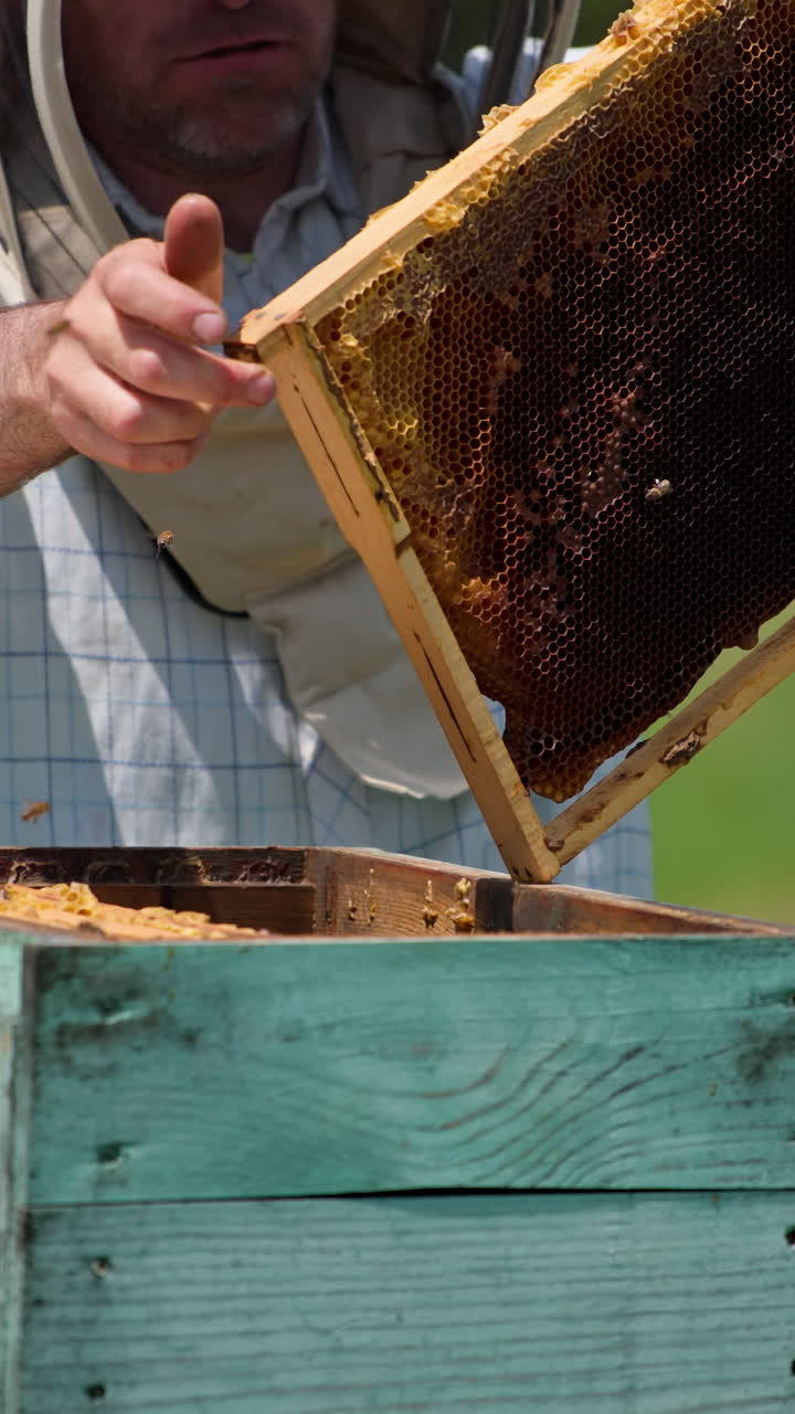 Experienced apiculturist shaking off the bees from honey frame. Man takes a big brush to get rid of left insects. Blurred background. Vertical video