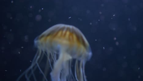 las medusas japonesas de ortiga nadan a través del plancton a contraluz