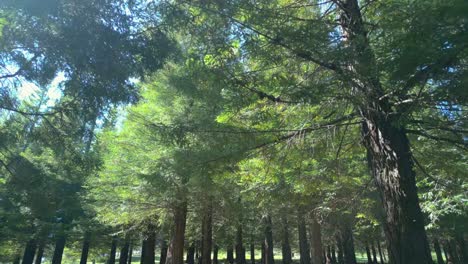 Evergreen Sequoia Trees In Forest Of Bosque de Colon In Pontevedra, Spain