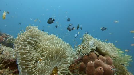 Familia-De-Peces-Payaso-En-Una-Anémona-Rodeada-De-Damisela-En-Bali