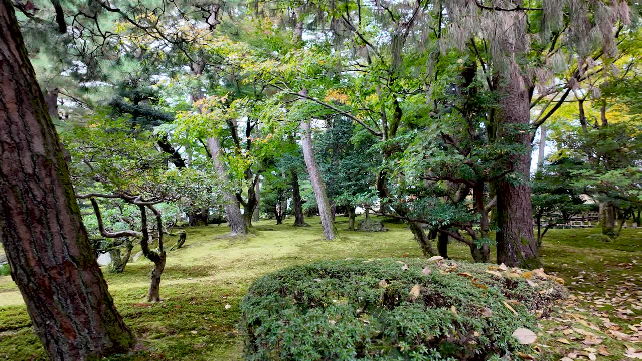 Moss covered ground and colorful trees creating a peaceful atmosphere in Kenrokuen Garden during the autumn season