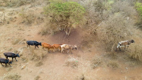 Rebaño-De-Vacas-Delgadas-Caminando-Sobre-Suelo-Seco-Y-árido-En-África-Rural