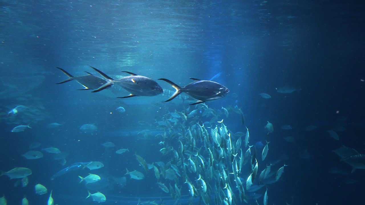 더 큰 물고기들과 함께 수영하는 물고기 무리