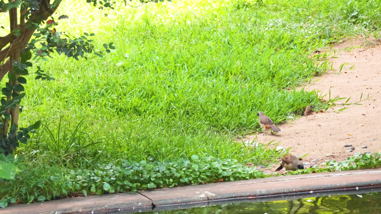 홍콩 의 연못 근처 에서 먹이 를 찾는 새 들
