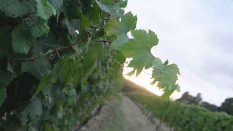 cámara lenta de hojas de vid de uva verde al amanecer