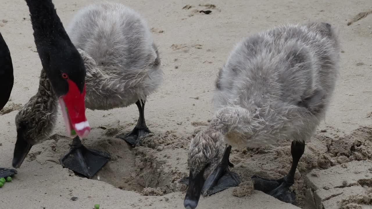 검은 백조 와 백조 가 그 에서 먹는 것