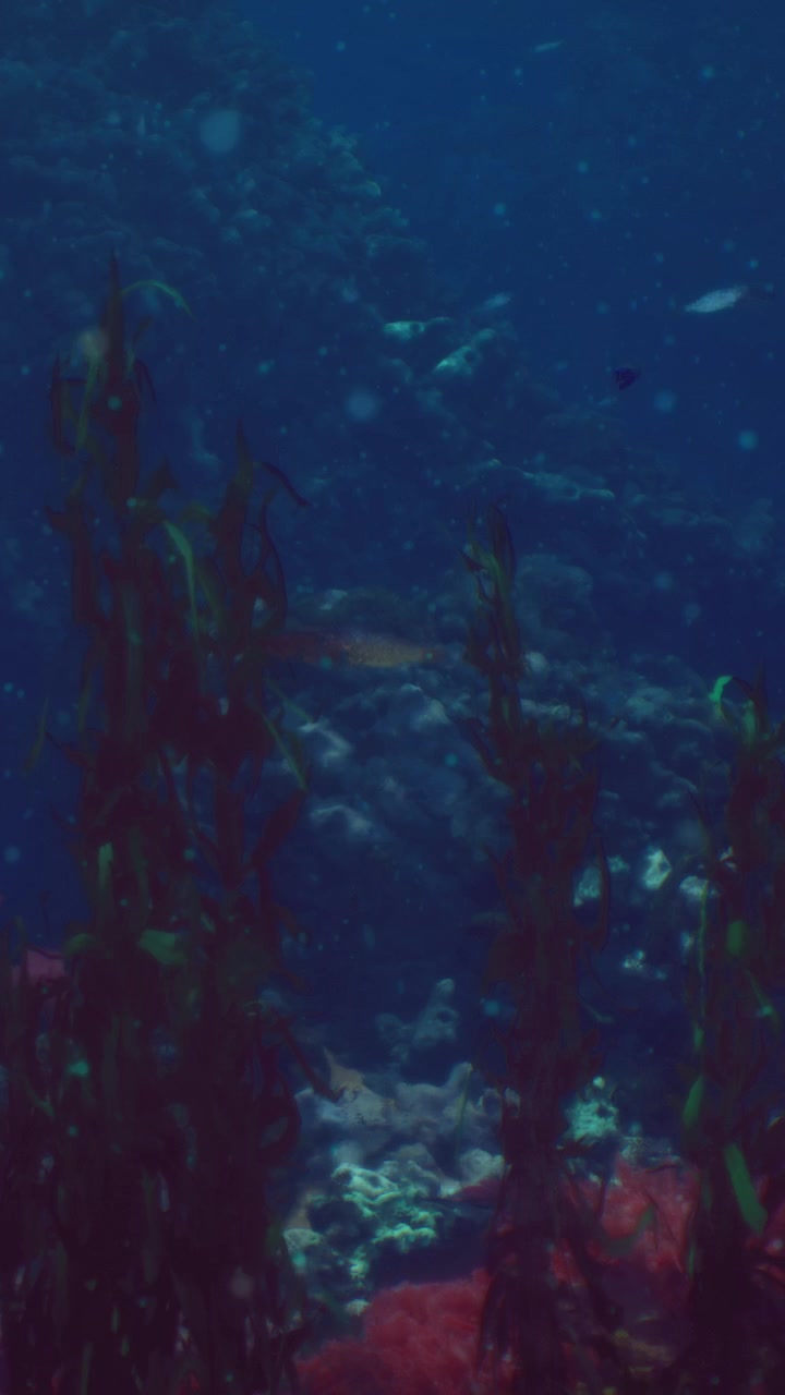 Underwater scene with plants and fish in clear blue water during daylight