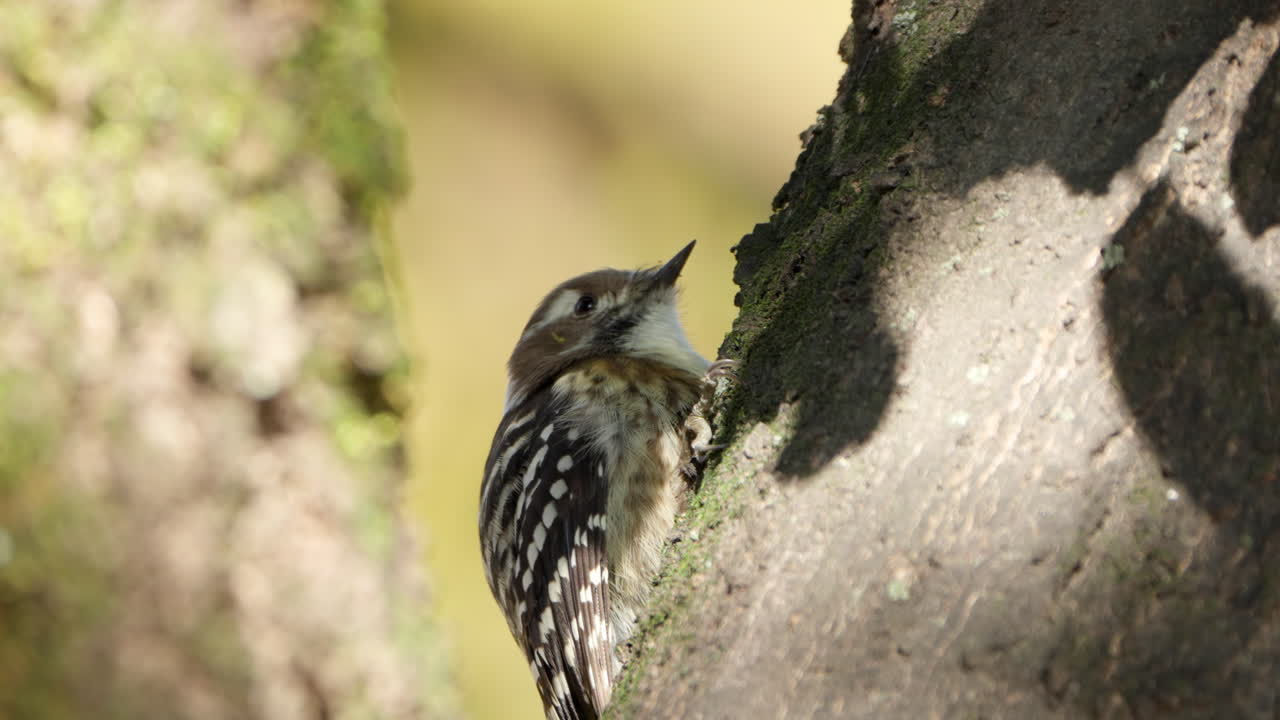 el pájaro carpintero pigmeo japonés alertado encaramado en el tronco de un árbol en primer plano