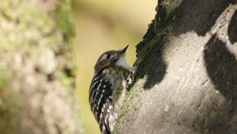 alerted japanese pygmy woodpecker perched on tree trunk close-up