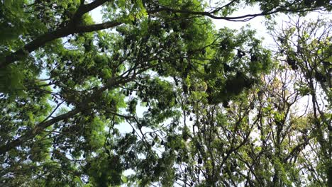 los murciélagos de la fruta colgando de los árboles condujeron una vista de 180d en kolhapur