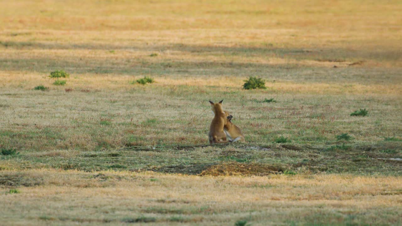 두 마리의 은 여우 새끼가 들에서 싸우고 놀고 있다