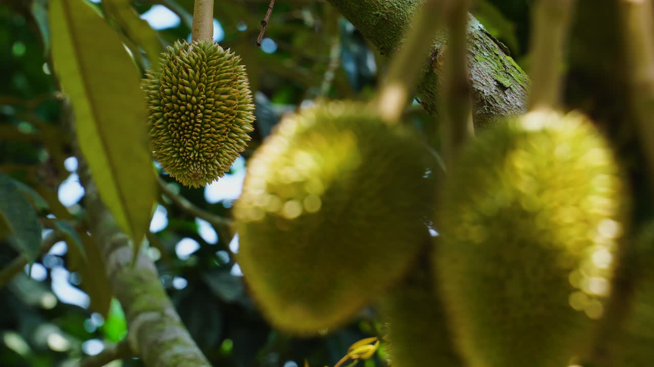 Durian fruit hanging from tree, shallow focus in foreground