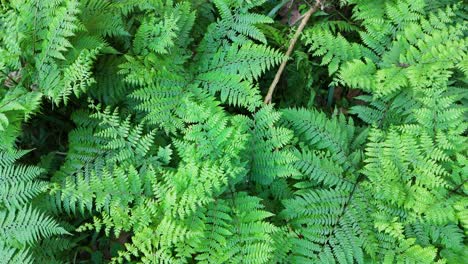 aerial view of vibrant green ferns creating a dense, textured pattern in natural light
