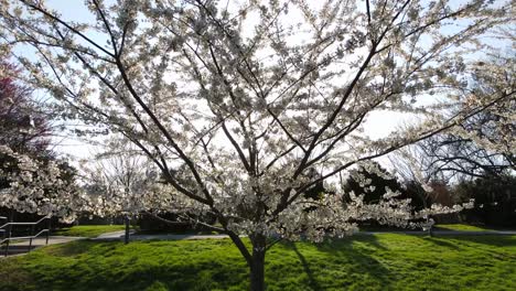 Excelente-Vista-Aérea-De-Un-Cerezo-En-Un-Parque-En-Bethesda,-Maryland