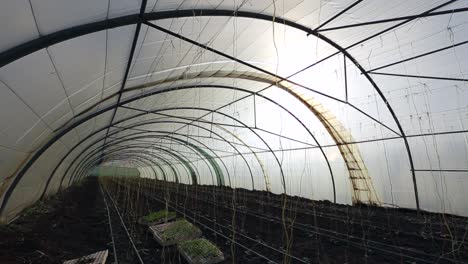 growing vegetables in green houses and drip irrigation