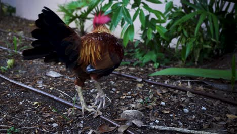 gallo colorido picoteando el suelo para que los insectos coman en el patio