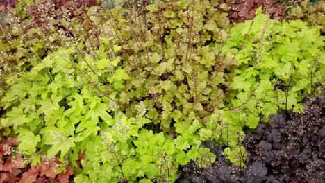 garden full of decorative plants, colorful leaves, top view, panning shot