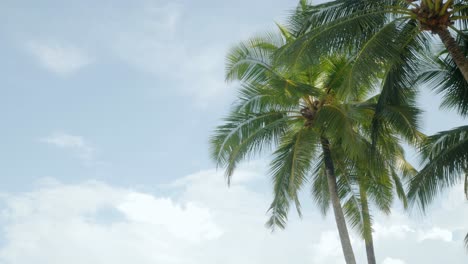 在熱帶島上靠近海灘的天空,陽光透過椰子棕<unk>樹的景色