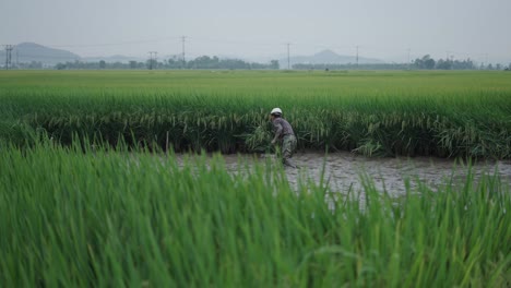 farmer working in a rice paddy