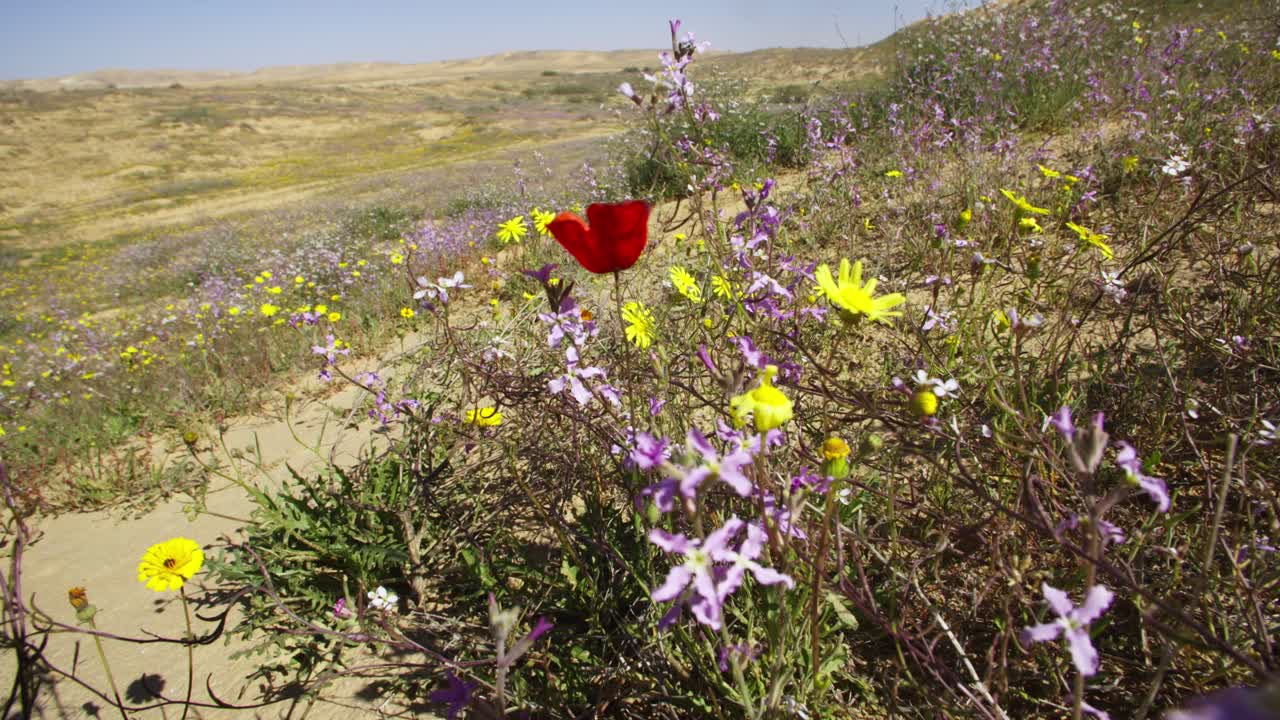 A brief spring bloom in the western Negev plains