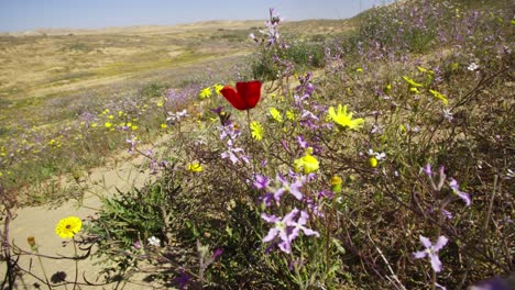 a brief spring bloom in the western negev plains