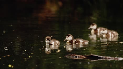 Baby-ägyptische-Gänse-Schwimmen-Und-Essen