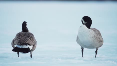 Pair-Of-Goose-Canada-Preening-In-Winter-Frozen-Landscape