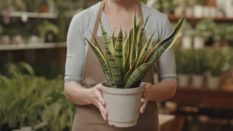 woman holding a snake plant