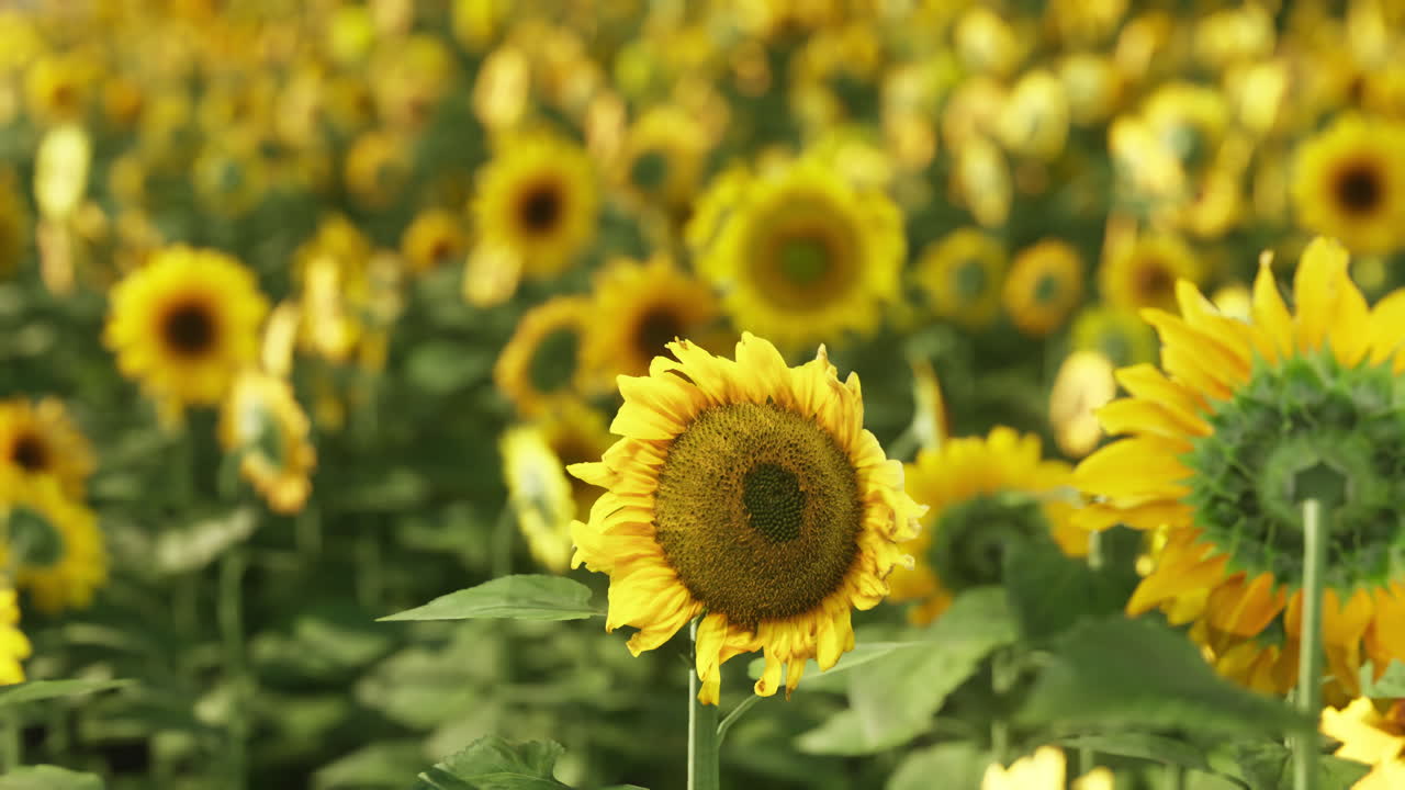 아름다운 해바라기 밭