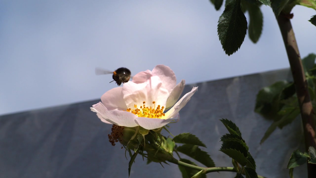Lebah bumblebee lepas landas dari bunga mawar yang mekar dalam gerakan super lambat 4k setelah mengumpulkan madu