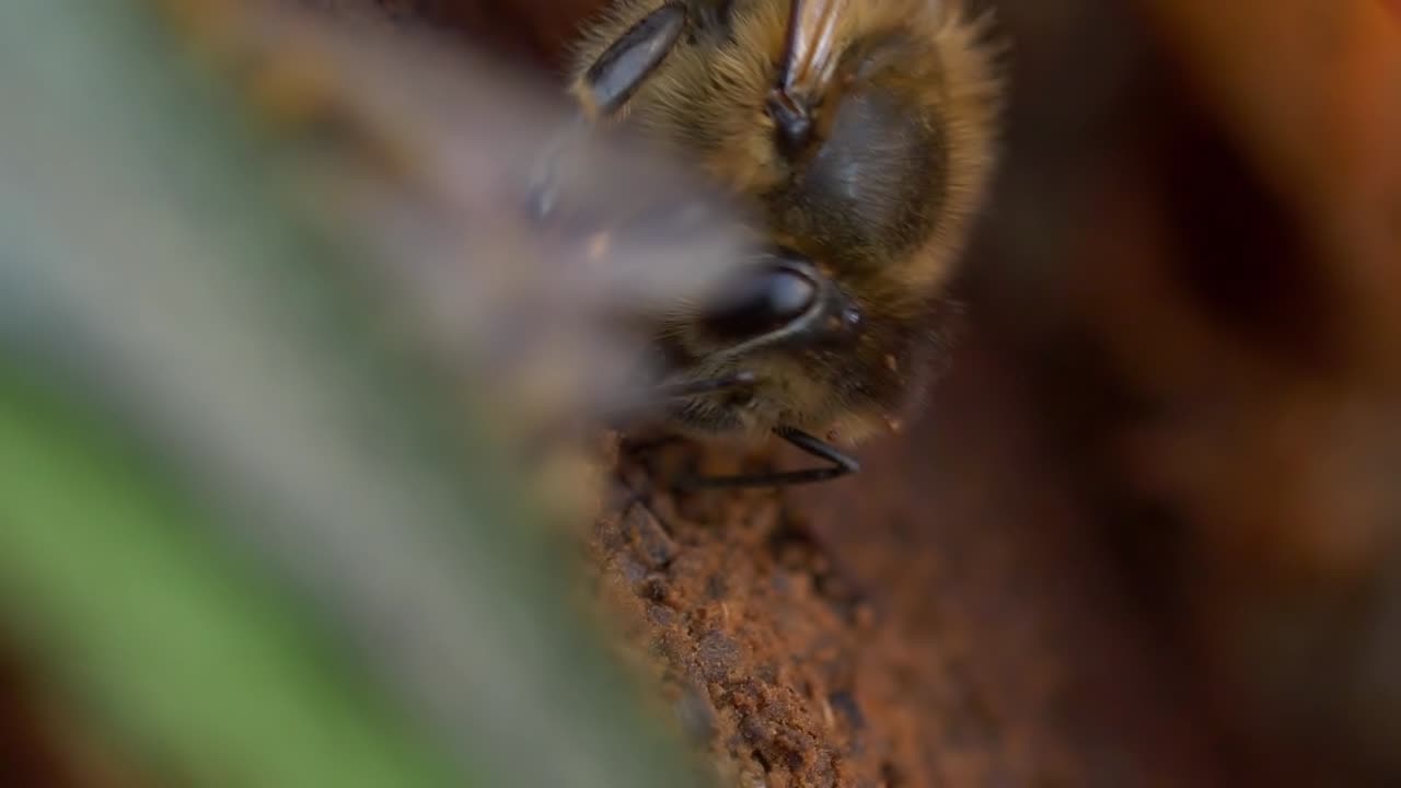 Three honey bees grazing on the composted coffee, macro, slow motion