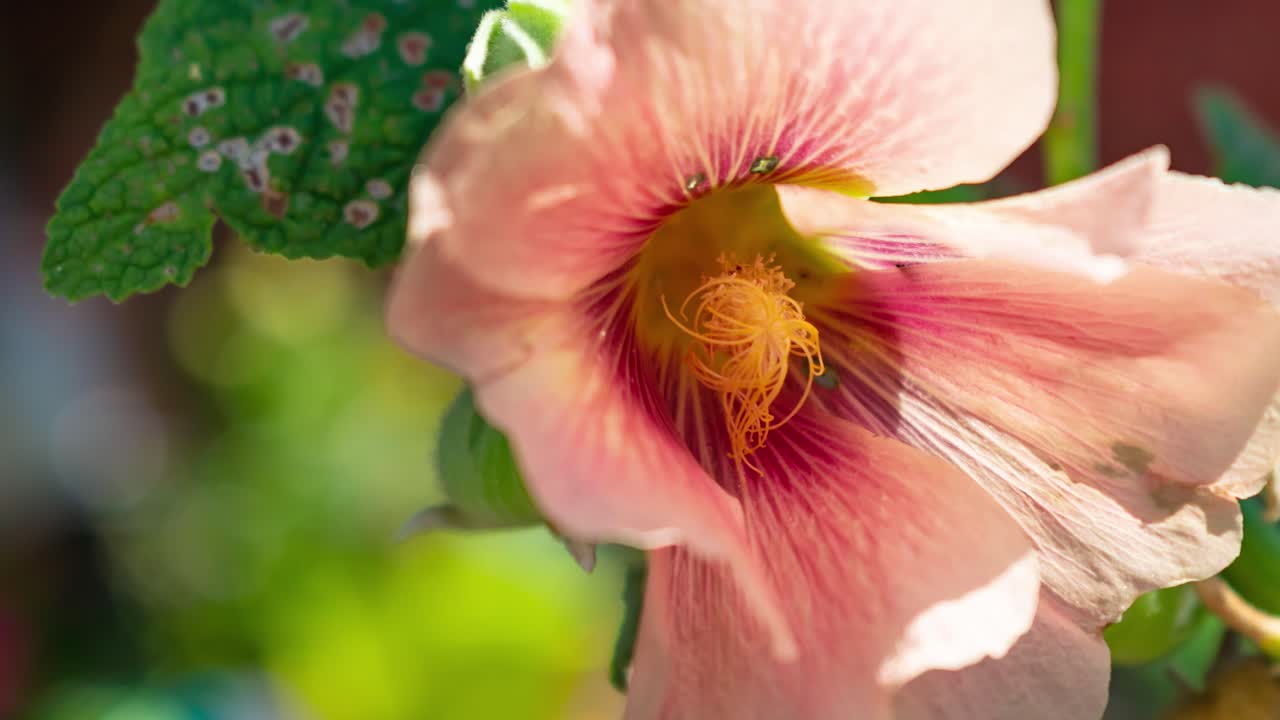 Ingrandisci un bel fiore