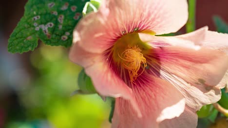 Vergrößern-Sie-Eine-Schöne-Blume