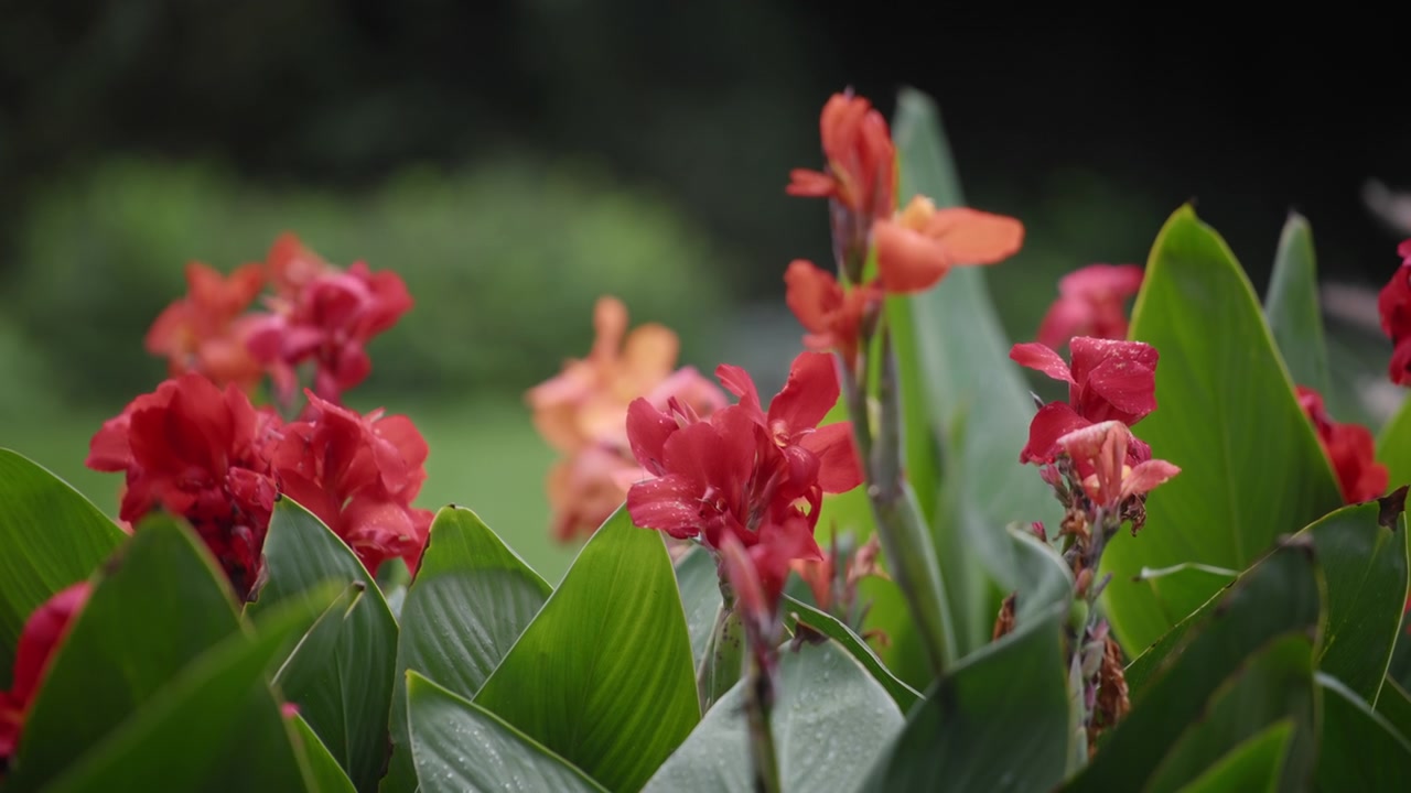 Fiori rossi di Canna in fiore