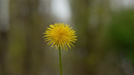 yellow dandelion flower in park in spring
